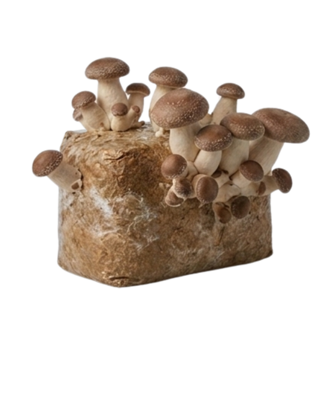 Shiitake aus eigener Produktion